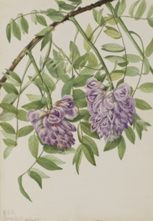 American Wisteria (Kraunhia frutescens), 1925.