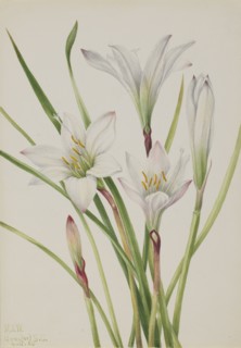 Atamasco-Lily (Atamosco atamasco), 1925.