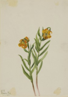 Columbia Lily (Lilium columbianum), 1925.