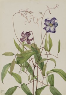 Curly Clematis (Clematis crispa), 1925.