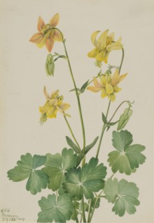 Lemon Columbine (Aquilegia flavescens), 1925.