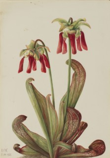 Parrot Pitcherplant (Sarracenia psittacina), 1925.