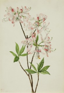 Pinkshell Azalea (Azalea vaseyi), 1925.