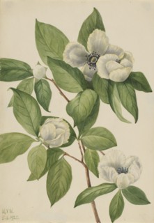 Virginia Stewartia (Stewartia malachodendron), 1925.