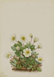 White Dryad (Dryas octopetala), 1925.