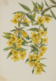Carolina Jessamine (Gelsemium sempervirens), 1926.