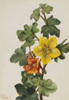 Mexican Fremontia (Fremontodendron mexicanum), 1926.