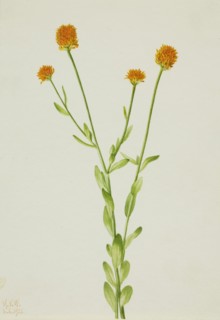 Orange Polygala (Polygala lutea), 1926.