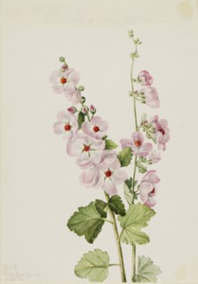 Orange-Eye Globemallow (Sphaeralcea davidsonii), 1926.