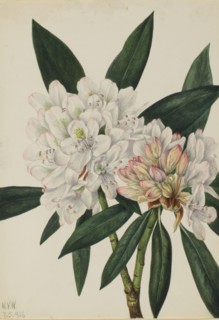 Rosebay Rhododendron (Rhododendron maximum), 1926.