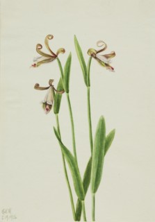 Rosebud Orchid (Pogonia divaricata), 1926.