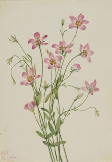 Saltmarsh Rosegentian (Sabbatia stellaris), 1926.