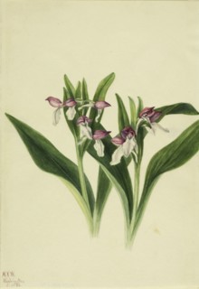 Showy Orchis (Orchis spectabilis), 1926.