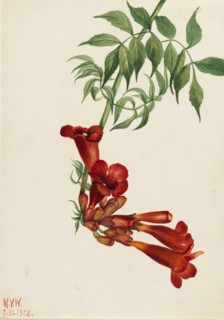 Trumpet Creeper (Bignonia radicans), 1926.