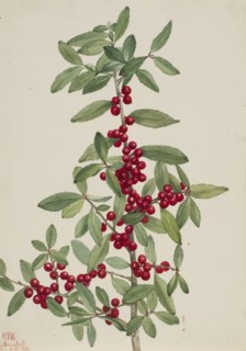 Yaupon (Ilex vomitoria), 1926.