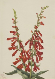 Fire Pentstemon (Pentstemon eatonii), 1927.