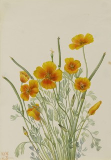 Mexican Poppy (Eschscholtzia mexicana), 1927.