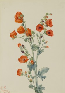 Scarlet Globe Mallow (Sphaeralcea grossulariaefolia), 1927.