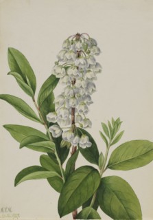 Zenobia (Zenobia cassinifolia), 1927.