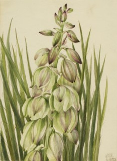 Yucca (Yucca baileyi), 1928.