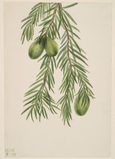 California Nutmeg (Tumion californicum), 1929.