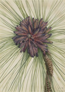 Longleaf Pine (Pinus palustris), 1929.