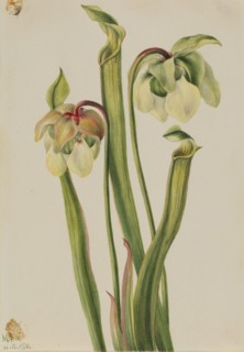 Hybrid Pitcherplant (Sarracenia minor), 1930.