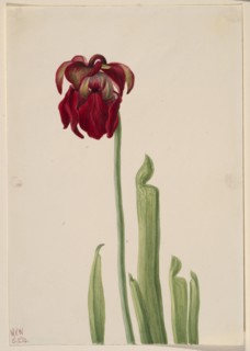 Red Pitcherplant (Sarracenia jonesii), 1930.