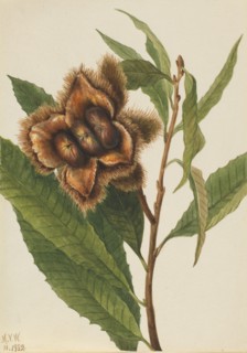 American Chestnut (Castanea dentata), 1932.
