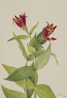 Carolina Pink (Spigelia marylandica), 1932.
