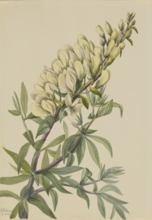 False Indigo (Baptista bructeata), 1932.