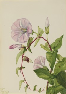 Hedge Bindweed (Calystegia (Convolvulus) sepium), 1932.