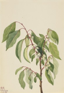 Persimmon (Diospyros virginiana), 1932.