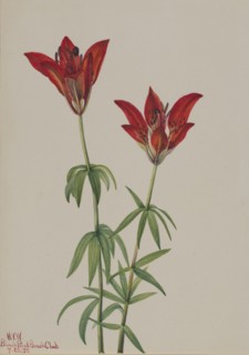 Wood Lily (Lilium philadelphicum), 1932.
