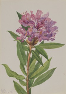 California Rose-Bay (Rhododendron californicum), 1933.