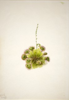 Roundleaf Sundew (Drosera rotundifolia), 1933.