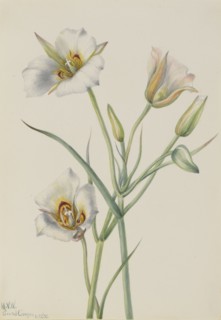 Sego Lily (Calochortus nuttallii), 1933.
