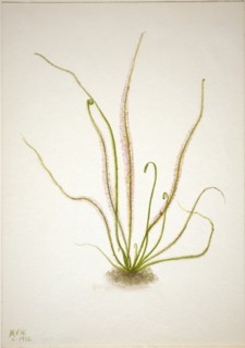 Thread Leaf Sundew (Drosera rotundifolia), 1933.