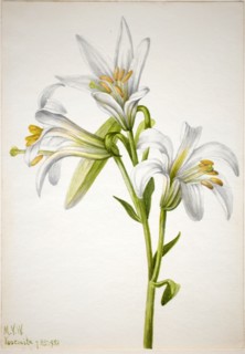 Washington Lily (Lilium washingtonianum), 1933.