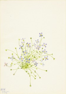 Bluets (Houstonia serpyllifolia), 1934.