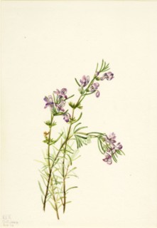 Conradina verticillata, 1934.