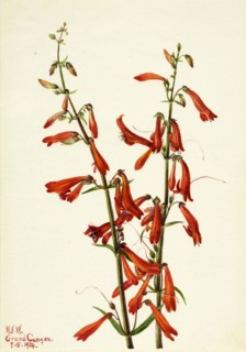 Pentstemon (Pentstemon barbatus), 1934.