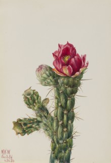 Walkingstick Cholla (Opuntia imbricata), 1934.