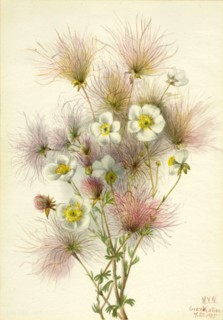 Apache Plume (Fallugia paradoxa), 1935.