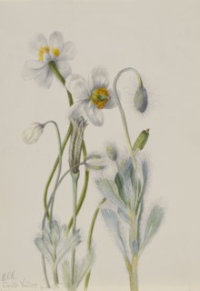 Bearpoppy (Arctomecon merriami), 1935.