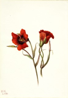 Desert Mariposa (Calochortus kennedyi), 1935.
