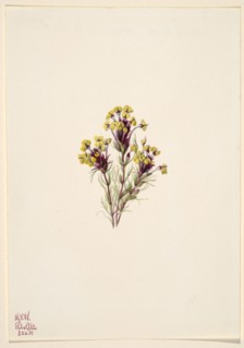 Owl's Clover (Orthocarpus erianthus), 1935.