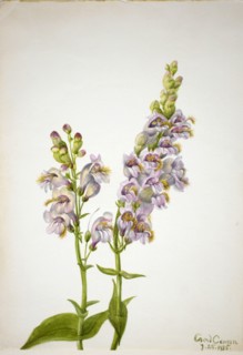 Pentstemon (Pentstemon macranthus), 1935.