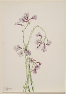 Pentstemon ambiguus, 1935.