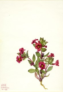 Purple Monkey-Flower (Mimulus bigelovii), 1935.